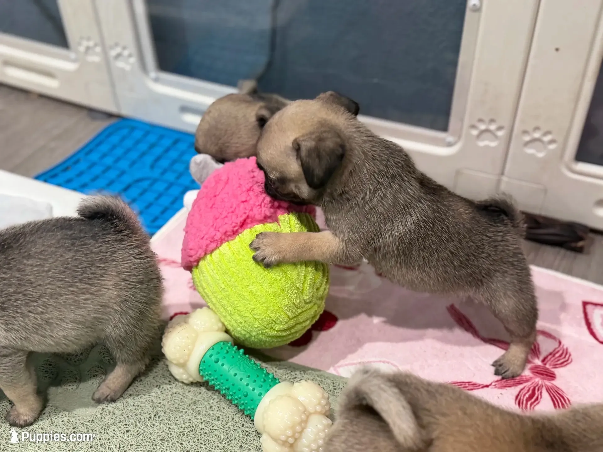 Tokyo, a female Pug for sale in Bellingham, WA – 2 of 9