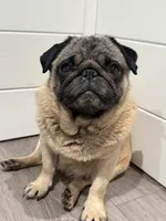 Female # 2 ROMA, a female Pug for sale in Bellingham, WA – 8 of 10