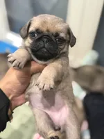 Tokyo, a female Pug for sale in Bellingham, WA – 5 of 9