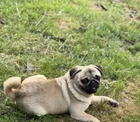 Jimmy, a male Pug for sale in Bellingham, WA – 8 of 10