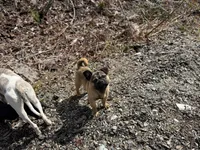 Rigo, a male French Bulldog and Pug for sale in Bellingham, WA – 7 of 8