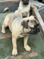 Gigi, a female French Bulldog and Pug for sale in Bellingham, WA – 7 of 9