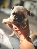 Carmen, a female Pug for sale in Bellingham, WA – 3 of 8