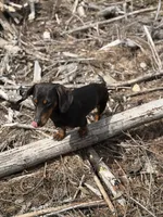 Mr weenie , a male Dachshund for sale in Bellingham, WA – 3 of 7