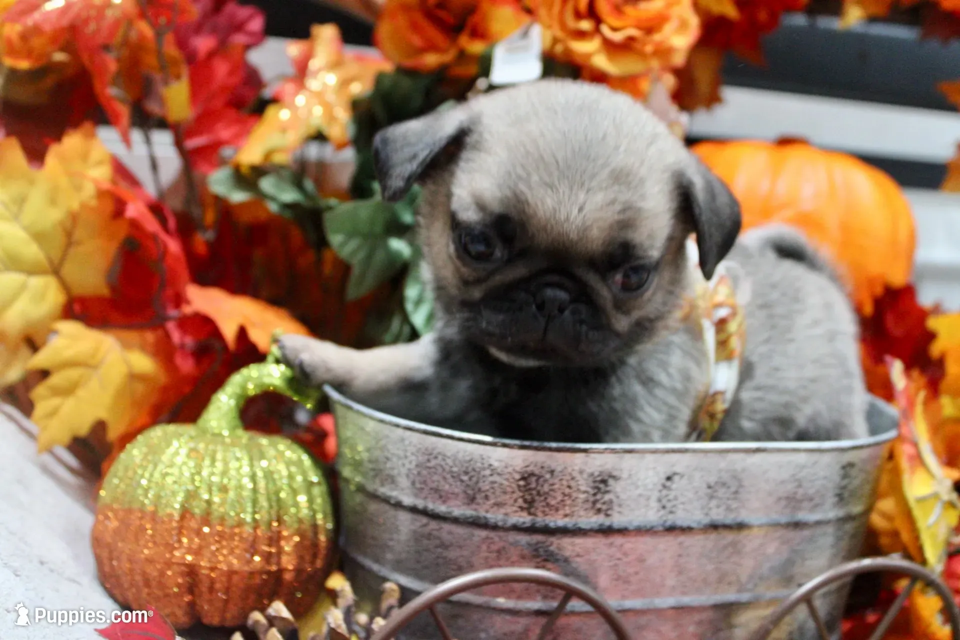 Female Teddy Bear Paris, a female Pug for sale in Bellingham, WA – 10 of 10