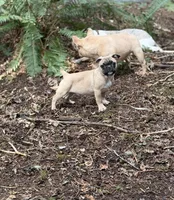 Max, a male French Bulldog and Pug for sale in Bellingham, WA – Photo 4 of 4