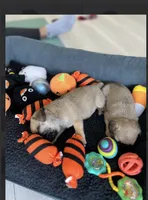 London Teddy bear PuG, a female Pug for sale in Bellingham, WA – 2 of 10