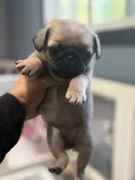 Tokyo, a female Pug for sale in Bellingham, WA – 3 of 9