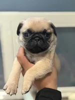 Tokyo, a female Pug for sale in Bellingham, WA – 9 of 9