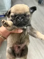 Male MAX , a male Pug for sale in Bellingham, WA – 5 of 6