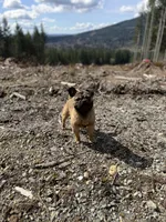Rigo, a male French Bulldog and Pug for sale in Bellingham, WA – 5 of 8