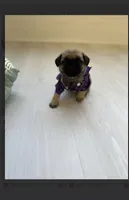 London Teddy bear PuG, a female Pug for sale in Bellingham, WA – 3 of 10