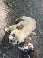 Frenchie Bella , a female French Bulldog for sale in Bellingham, WA – 5 of 7