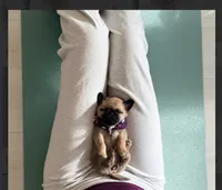 London Teddy bear PuG, a female Pug for sale in Bellingham, WA – 4 of 10