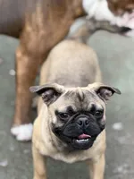 Gigi, a female French Bulldog and Pug for sale in Bellingham, WA – Photo 4 of 6