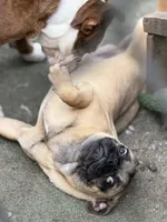 Gigi, a female French Bulldog and Pug for sale in Bellingham, WA – Photo 6 of 6