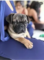 Gigi, a female French Bulldog and Pug for sale in Bellingham, WA – Photo 3 of 6