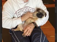 Gigi, a female French Bulldog and Pug for sale in Bellingham, WA – Photo 1 of 6