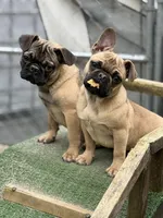 Gigi, a female French Bulldog and Pug for sale in Bellingham, WA – Photo 5 of 6