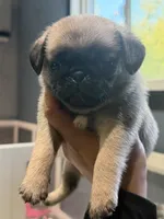 London Teddy bear PuG, a female Pug for sale in Bellingham, WA – 5 of 10