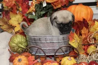 Philly Male Teddy bear pug, a male Pug for sale in Bellingham, WA – 8 of 9
