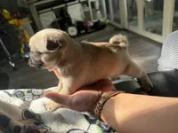 Carmen, a female Pug for sale in Bellingham, WA – 8 of 8