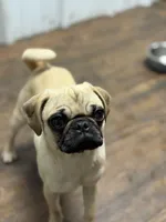 Tati, a female Pug for sale in Bellingham, WA – 6 of 9