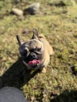 Tilly, a female French Bulldog and Pug for sale in Bellingham, WA – 9 of 9
