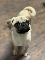 Tati, a female Pug for sale in Bellingham, WA – 8 of 9