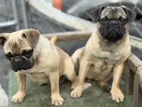 Max, a male French Bulldog and Pug for sale in Bellingham, WA – 3 of 10