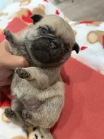 Female # 2 ROMA, a female Pug for sale in Bellingham, WA – 9 of 10