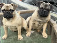 Max, a male French Bulldog and Pug for sale in Bellingham, WA – 8 of 10