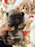 Female Teddy Bear VICKY, a female Pug for sale in Bellingham, WA – 4 of 8