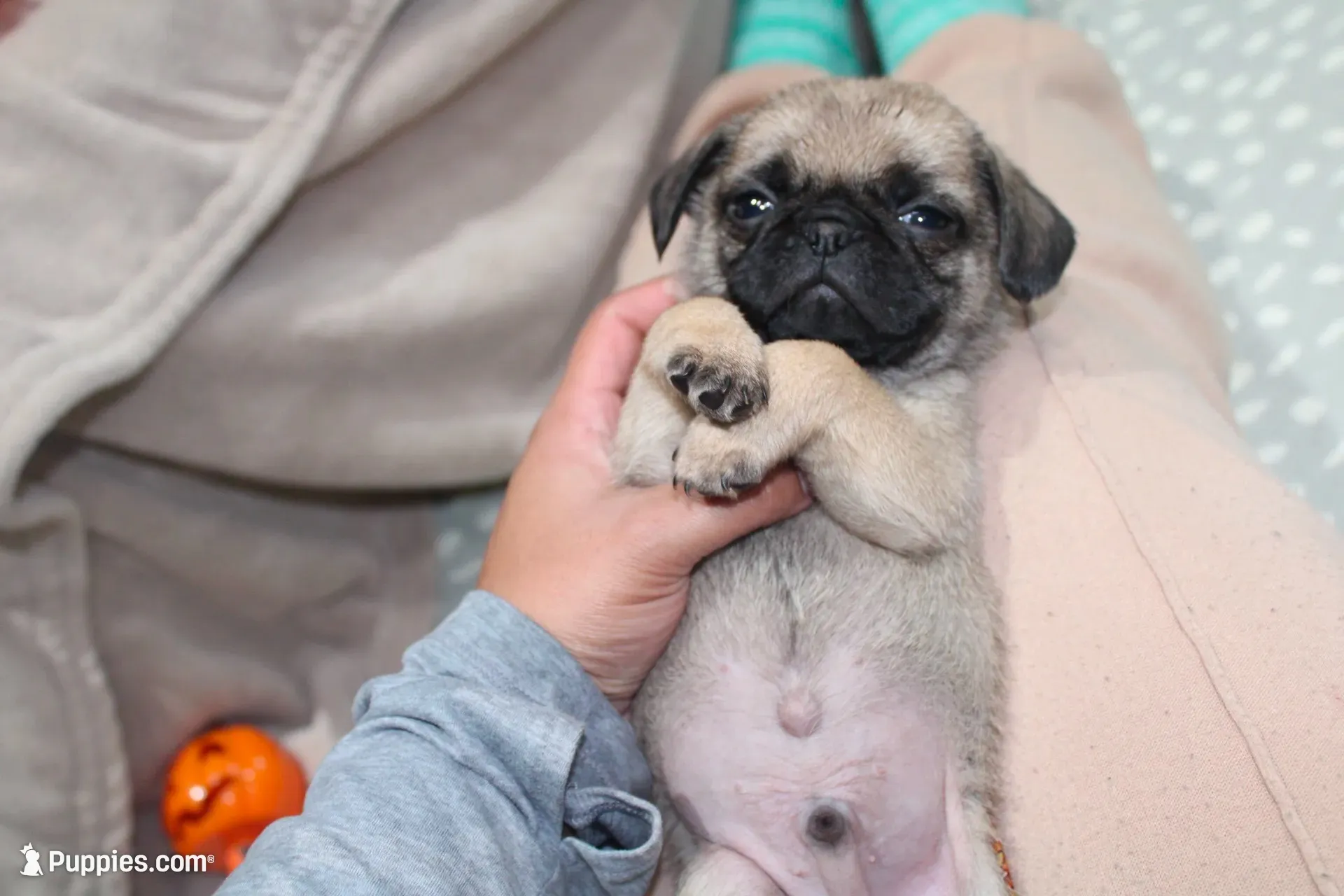 Philly Male Teddy bear pug, a male Pug for sale in Bellingham, WA – 6 of 9