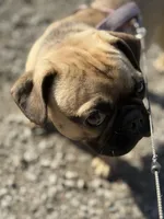 Gigi, a female French Bulldog and Pug for sale in Bellingham, WA – 6 of 10