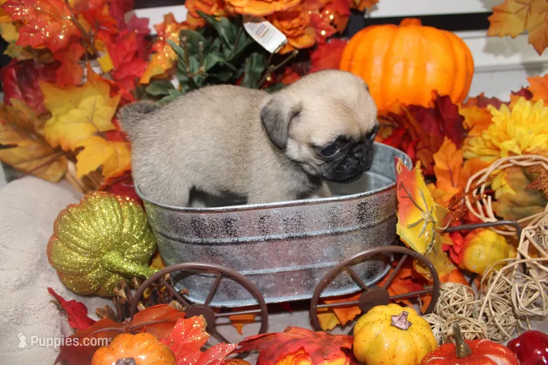 Tokyo – Pug puppy for sale in Bellingham, WA