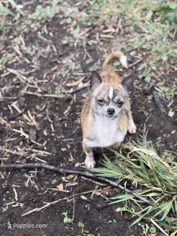 Chico – Chihuahua puppy for sale in Bellingham, WA