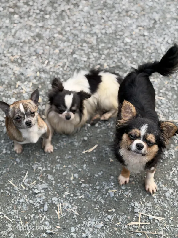 Chico – Chihuahua puppy for sale in Bellingham, WA