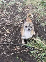 Chico, a male Chihuahua for sale in Bellingham, WA – Photo 9 of 9