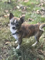 Chico, a male Chihuahua for sale in Bellingham, WA – Photo 3 of 9