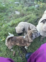 Chico, a male Chihuahua for sale in Bellingham, WA – Photo 4 of 9