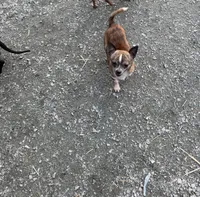 Chico, a male Chihuahua for sale in Bellingham, WA – Photo 8 of 9