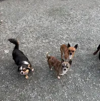 Chico, a male Chihuahua for sale in Bellingham, WA – Photo 7 of 9