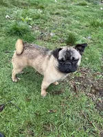Frug male Migos, a male French Bulldog and Pug for sale in Bellingham, WA – 6 of 7