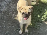 Nora, a female Pug for sale in Bellingham, WA – 2 of 10