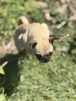 Tati, a female Pug for sale in Bellingham, WA – 4 of 9