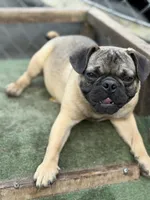 Max, a male French Bulldog and Pug for sale in Bellingham, WA – 5 of 10