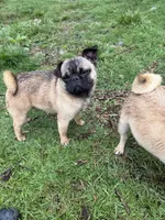 Frug male Migos, a male French Bulldog and Pug for sale in Bellingham, WA – 5 of 7