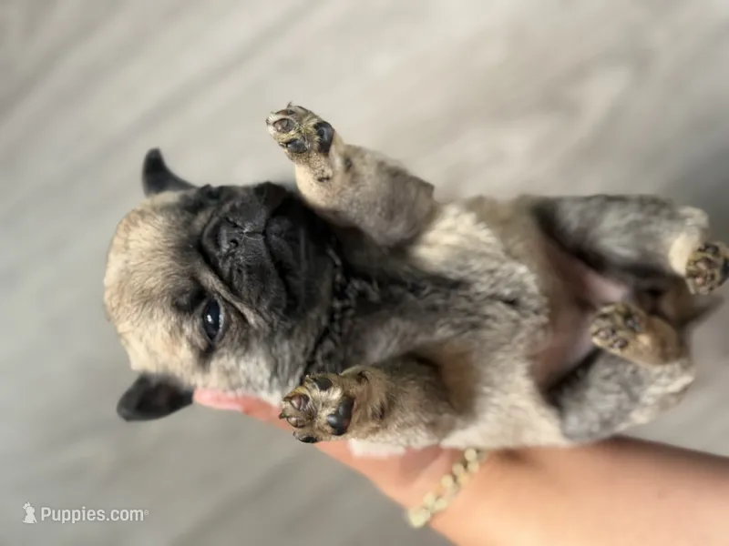 Carmen – Pug puppy for sale in Bellingham, WA