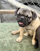 Max, a male French Bulldog and Pug for sale in Bellingham, WA – 6 of 10